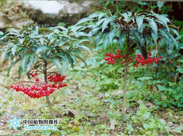 植物名实图考,江西),叶下红(江西),铁凉伞(江西,广西),天青地红(湖南)