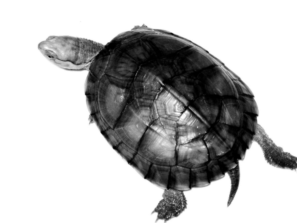  p>腊戍拟水龟是属于淡水龟科的一种动物.