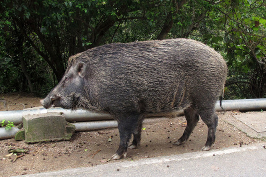 欧亚野猪