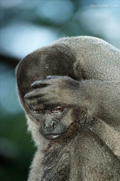  p>绒毛猴, a href="#" data-lemmaid="1970436