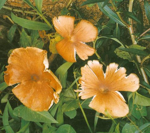  p>黄白蚁伞 i>termitomyces microcarpus&nbsp; /i>(berk.etbr.