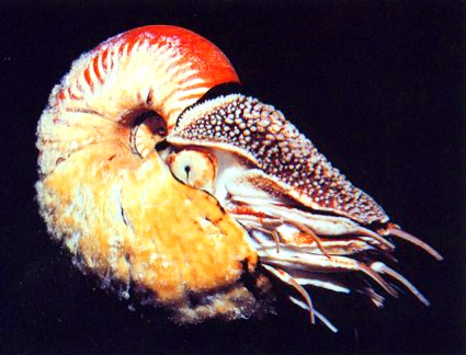  p>异鹦鹉螺壳薄而轻,呈螺旋形盘卷,壳的表面呈白色或者乳白色,生长纹