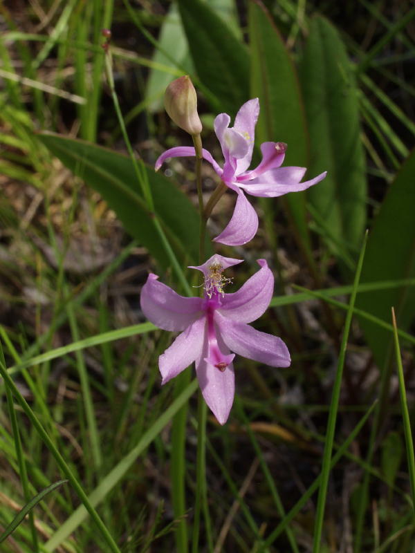  p>沼泽美须兰(学名:calopogon tuberosus)生长环境见于 a target="
