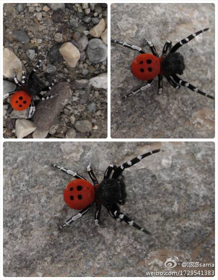 data-lemmaid="2404996">蜘蛛目 /a>隆头蛛科中型蜘蛛