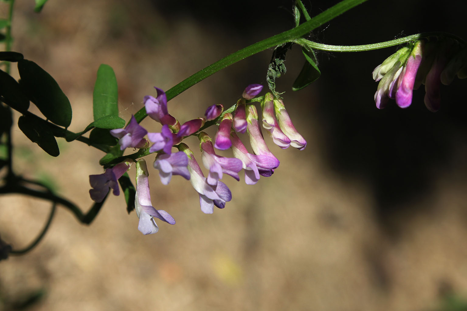  p>野豌豆属(拉丁文:vicia linn)是 a href="#">被子植物门 /a> a