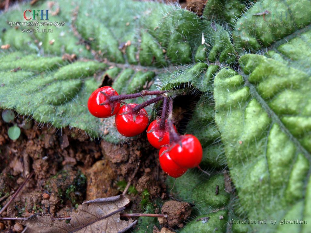  p>莲座紫金牛是 a href="#" data-lemmaid="1152050">紫金牛科 /a>的