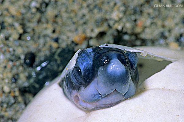  p>棱皮龟(学名: i>dermochelys coriacea /i>),属棱皮龟科,棱皮龟属