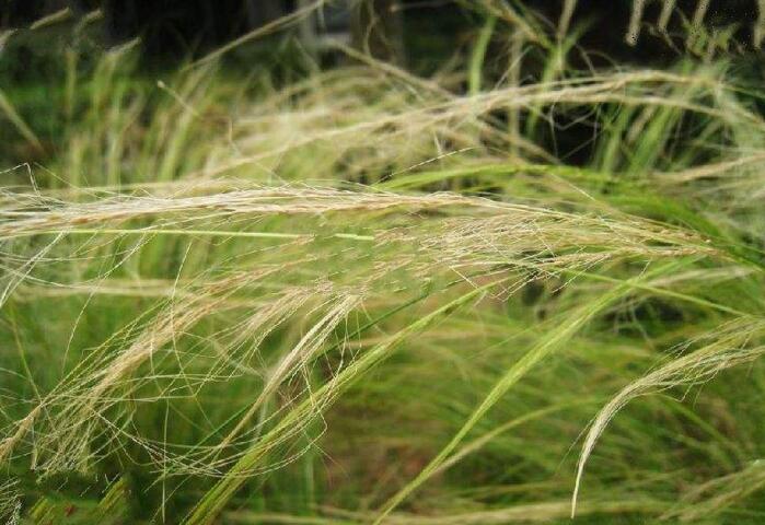  p>天山针茅主要分布于新疆地区. /p>