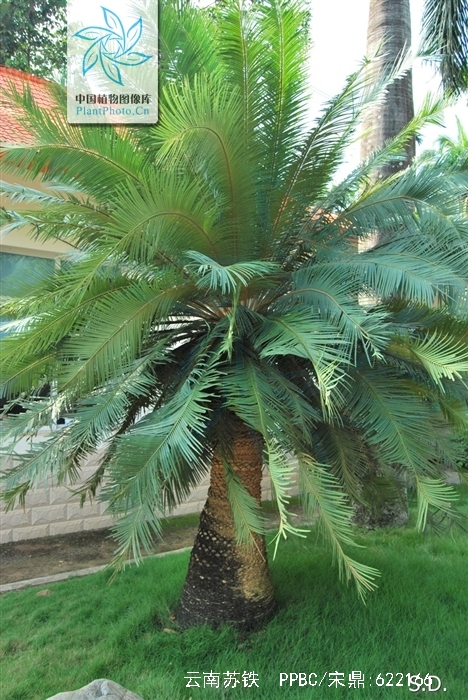 p>云南苏铁(拉丁学名: i>cycas siamensis  /i>miq.