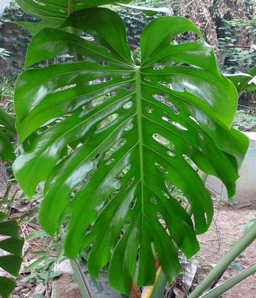  p>龟背竹(学名: i>monstera deliciosa /i> liebm.