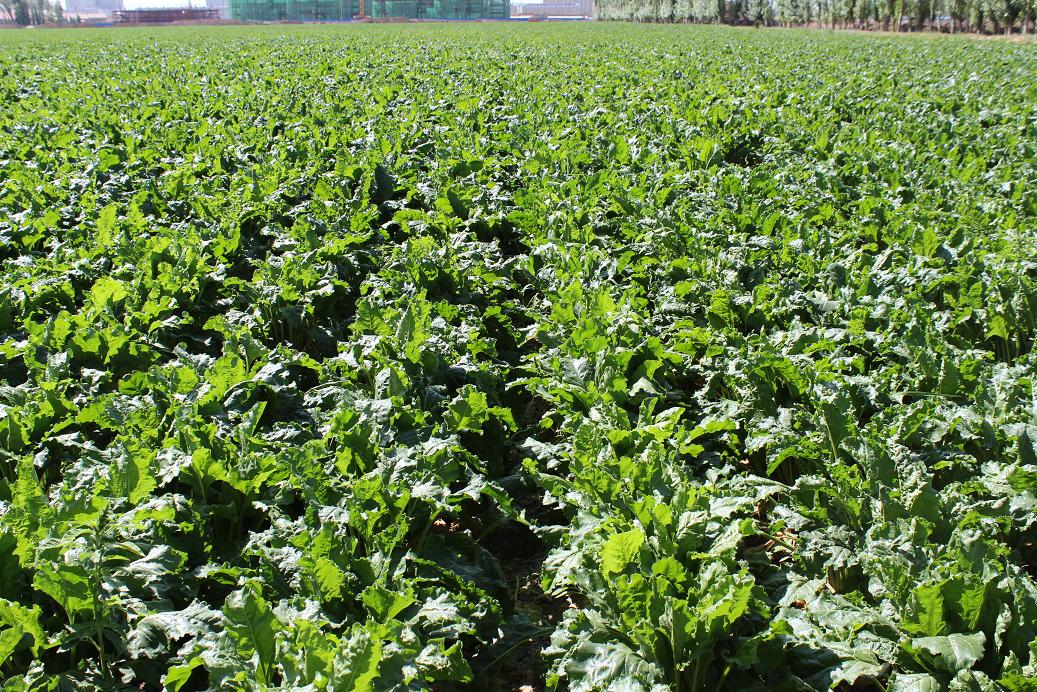  p>甜菜(学名: i>beta vulgaris /i> l.