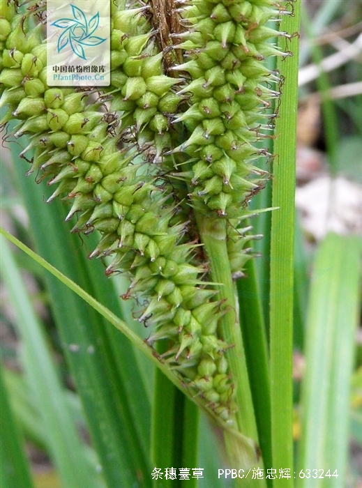  p>条穗薹草,是莎草科薹草属植物,产于中国江苏,浙江,安徽,江西,湖北