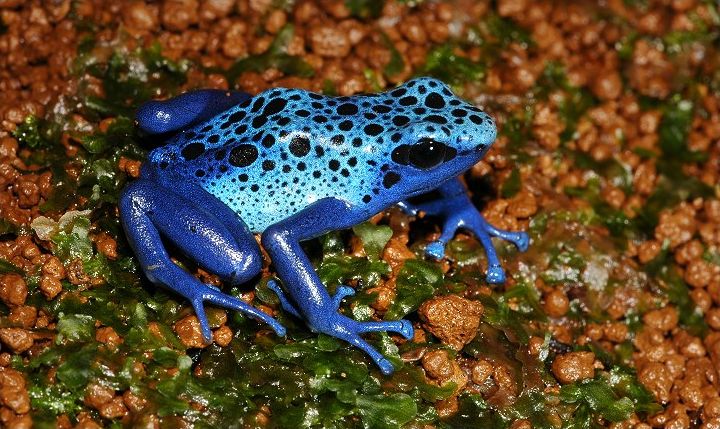 萨氏箭毒蛙
