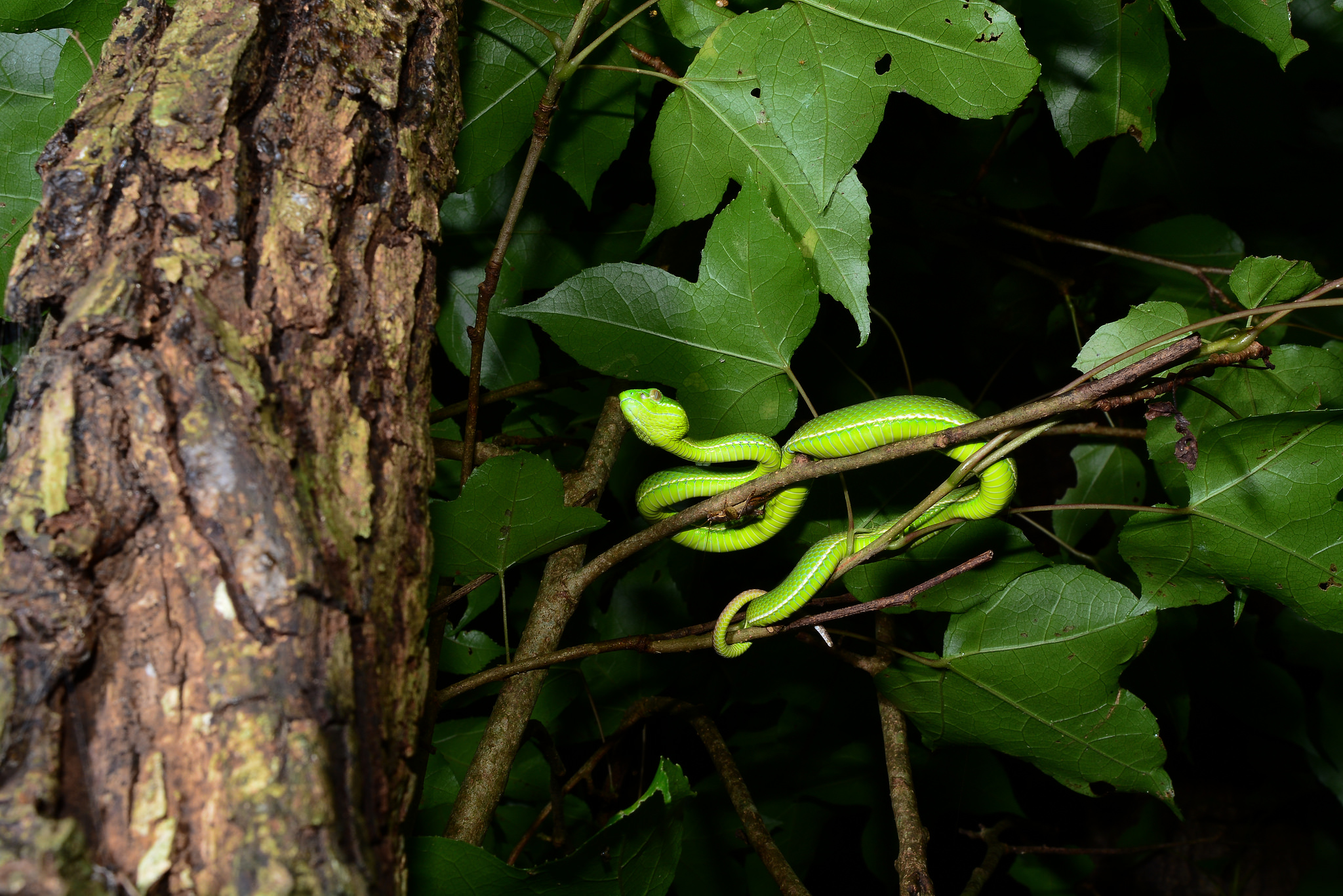  p>竹叶青蛇(学名: i>trimeresurus stejnegeri /i>)是蝰科竹叶青蛇属