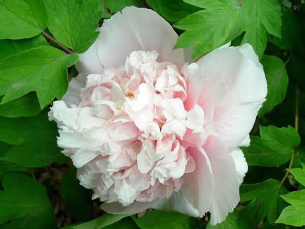 paeonia suffruticosa zhao pink