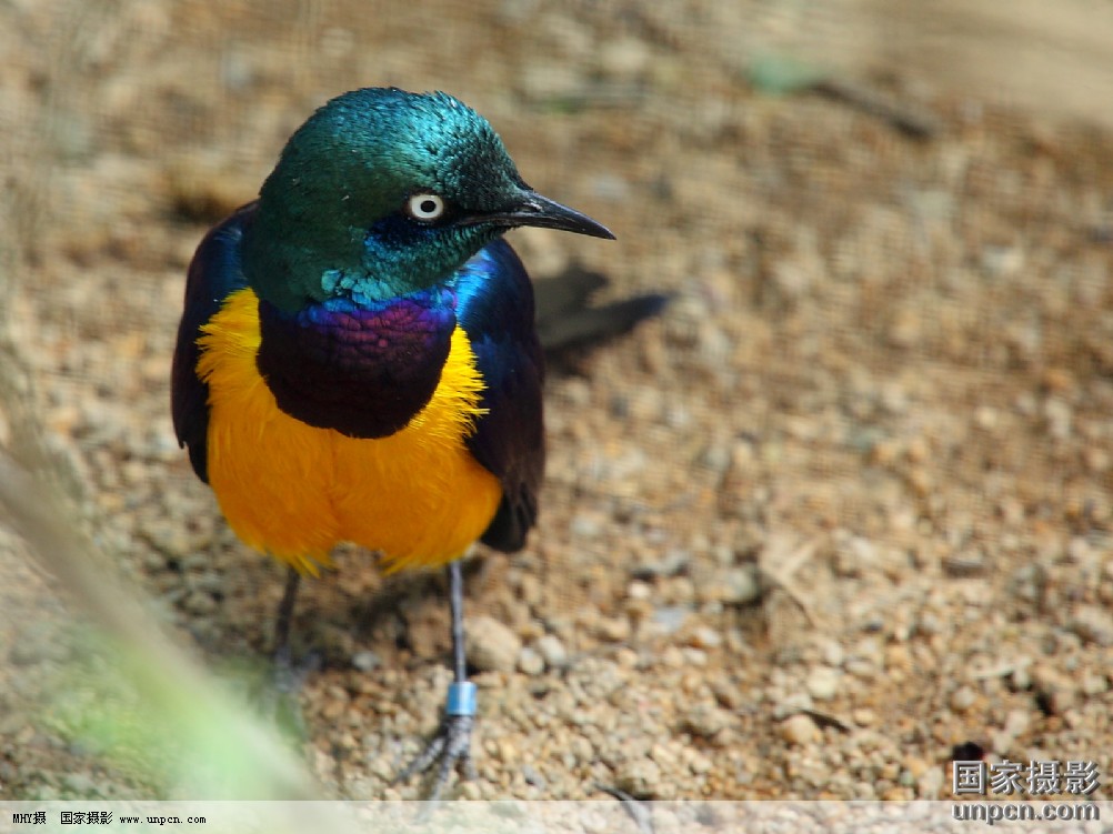  p>彩雀鸟,拉丁学名saltatricula multicolor, a href="#" data-lemma