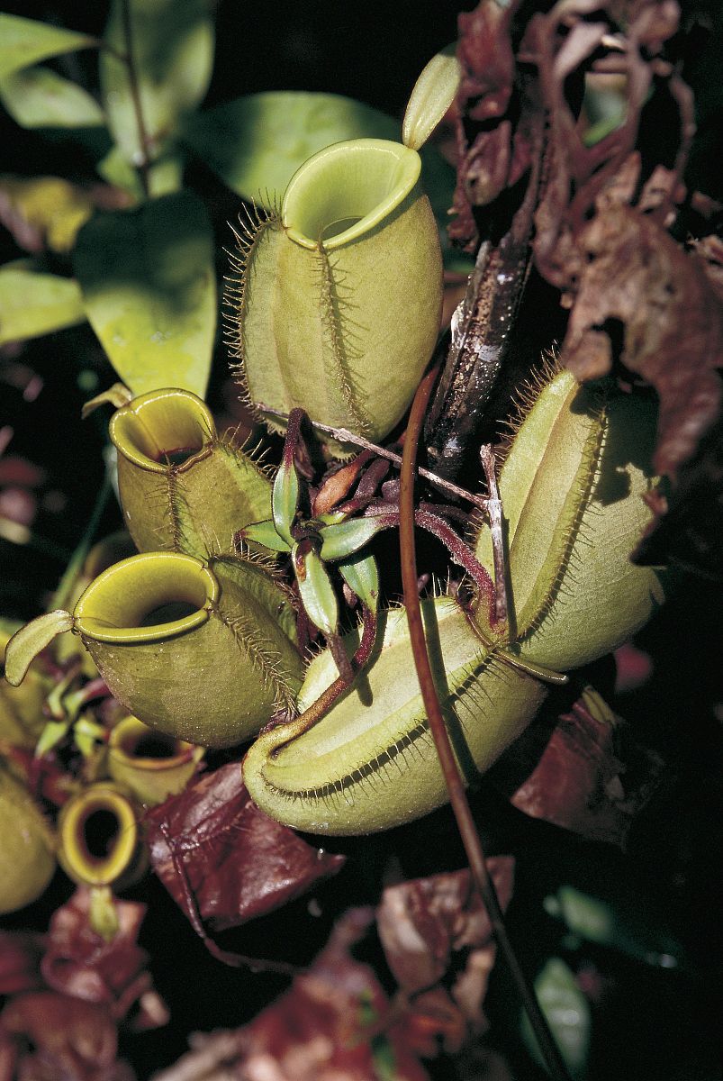 nepenthes villosa