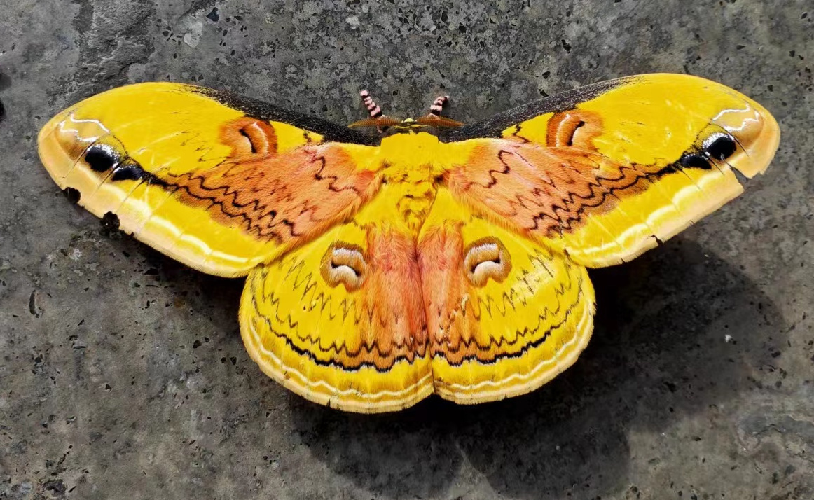 红大豹天蚕蛾