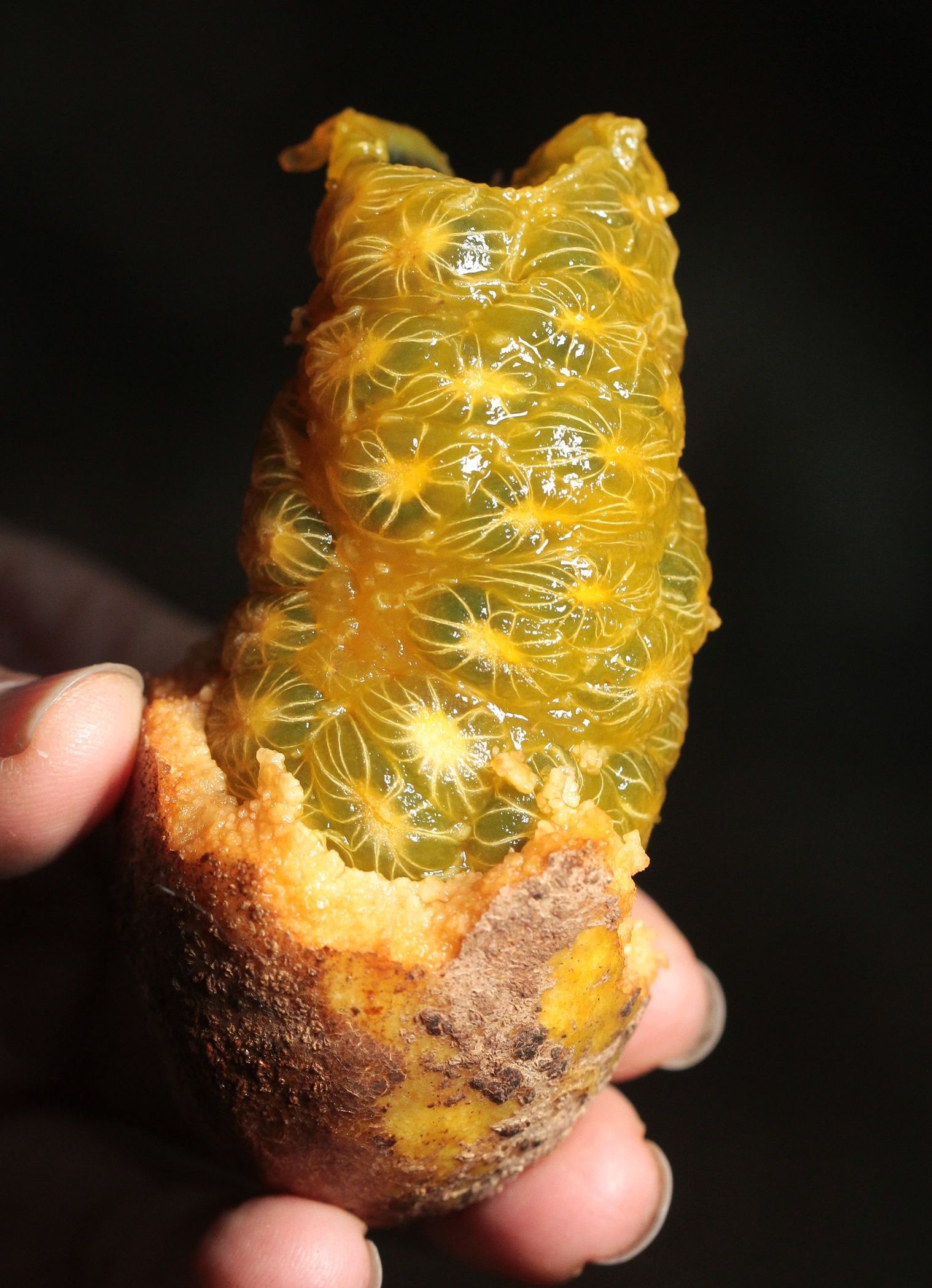 野木瓜