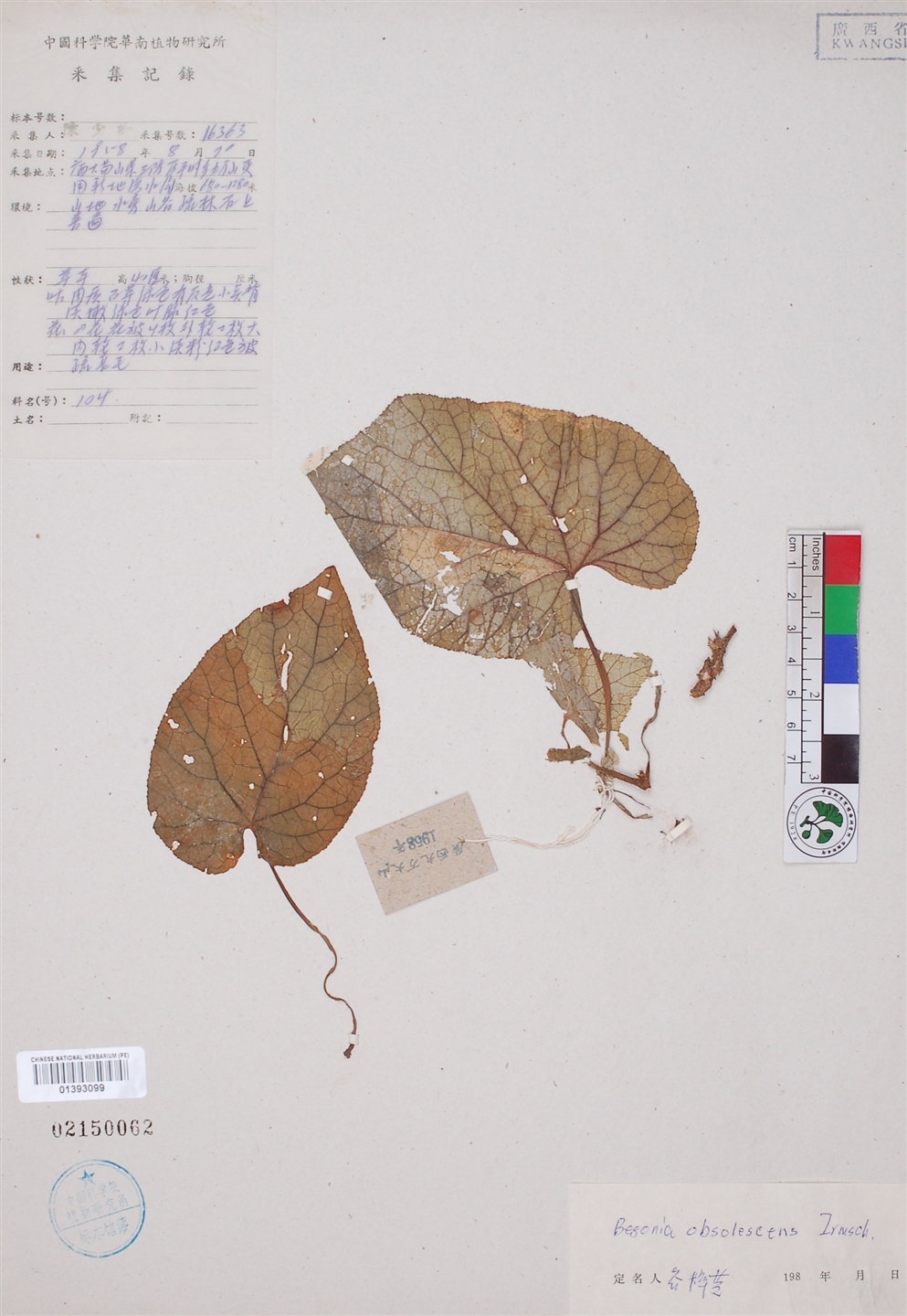  p>侧膜秋海棠(学名: i>begonia obsolescens /i> irmsch.