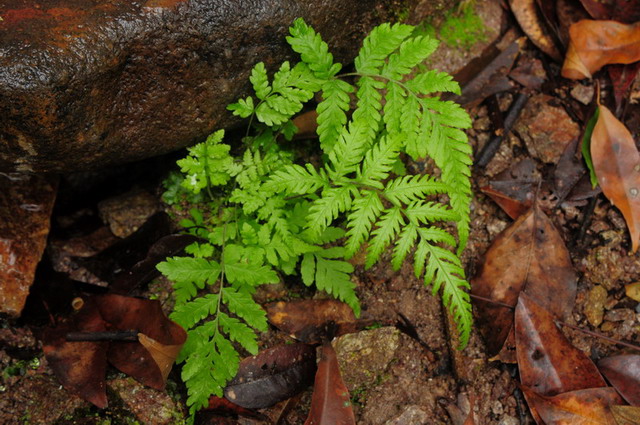  p>宽底假瘤蕨(学名:phymatopteris majoensis (c. chr.) pic. serm.