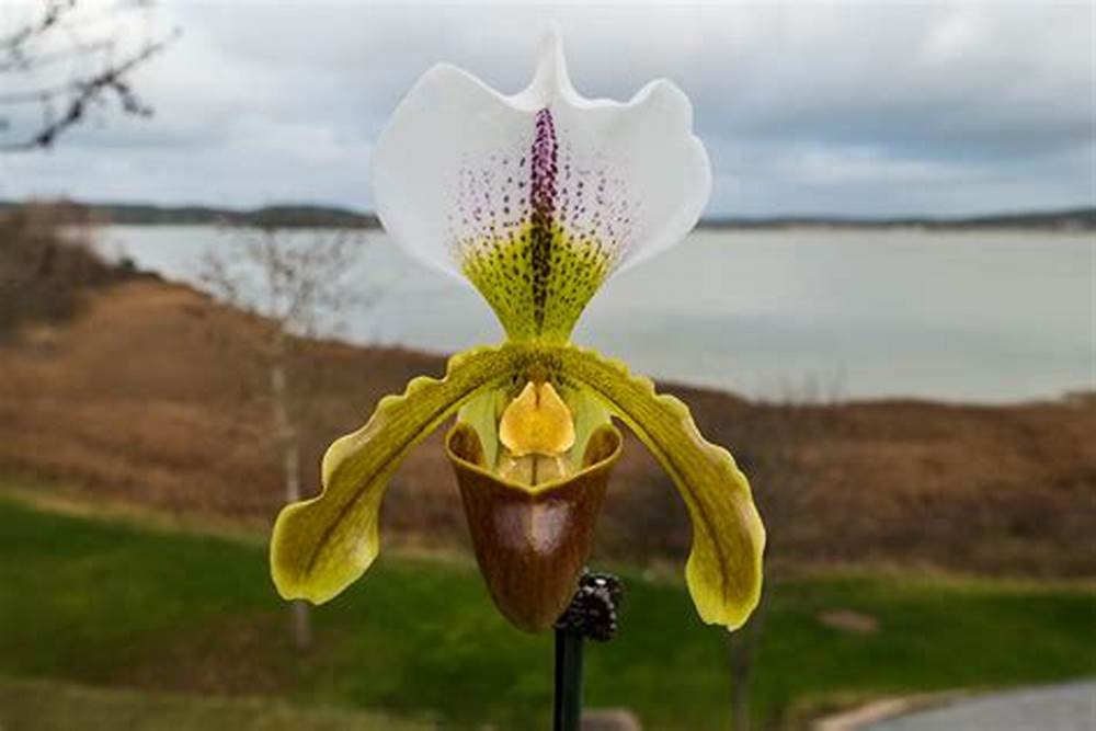  p>美丽兜兰(学名: i>paphiopedilum  /i>meili)是兰科,兜兰属 a