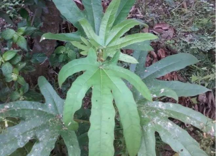 广东人挚爱的煲汤药材——粗叶榕_百科TA说