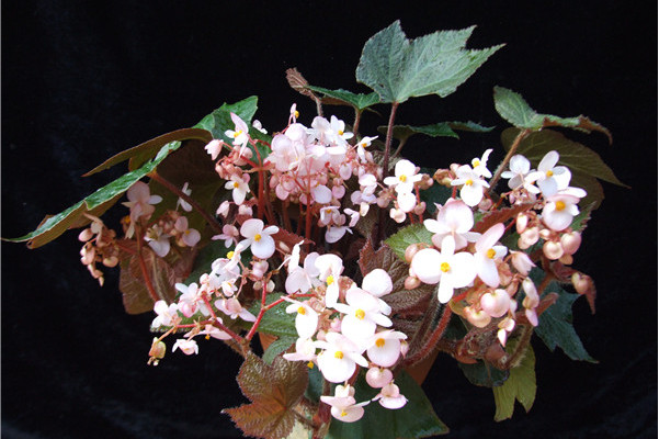 蕺叶秋海棠无性系1号