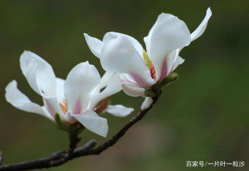 古代有女花木兰，今朝来画木兰花！_百科TA说