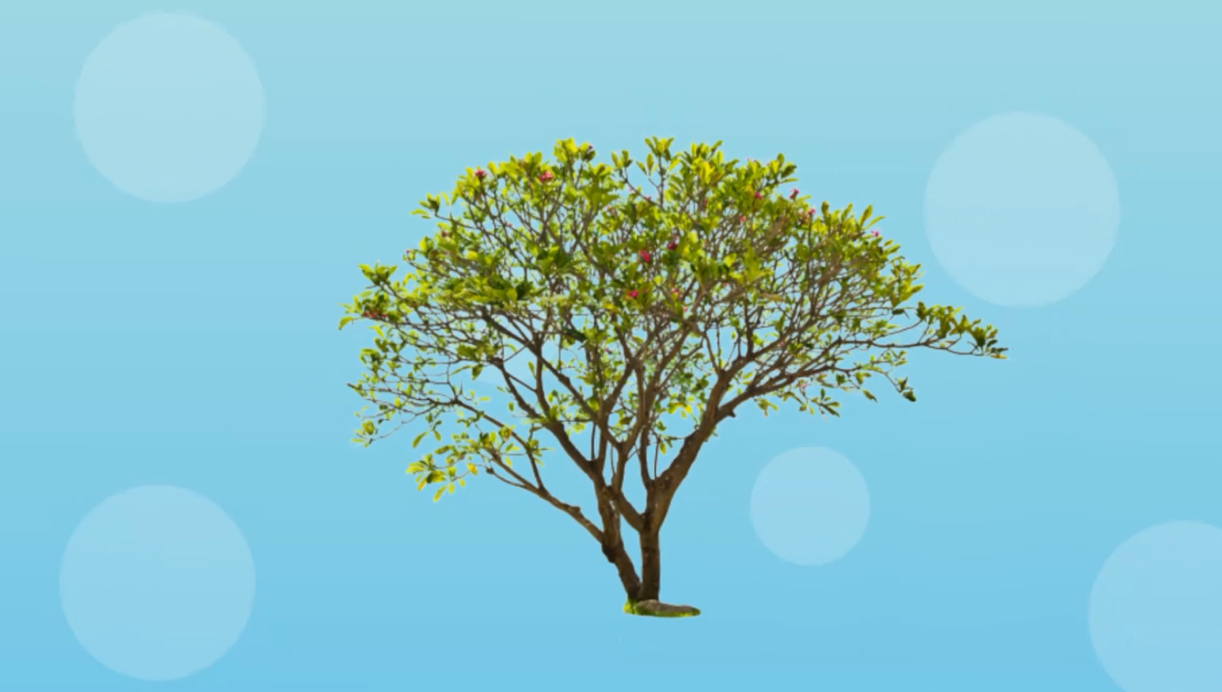 鸡蛋花树:实用的观赏树种