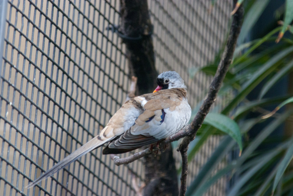 p>小长尾鸠,鸽形目,鸠鸽科,长尾鸠属的一个物种.