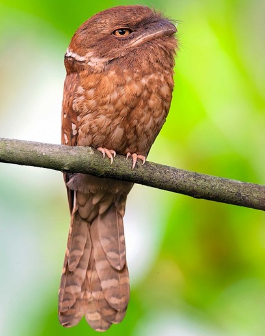  p data-id="tyl2lsktviep">蛙口夜鹰科(学名:podargidae):鸟纲,蛙口