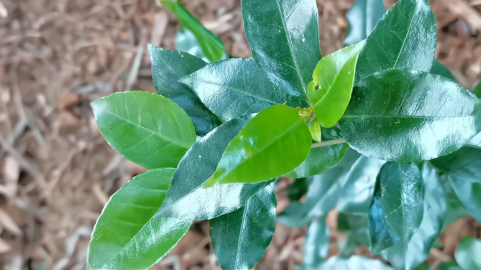 这种野生植物叫光叶山矾，是一种中草药材，认识一下_科星球_百度百科