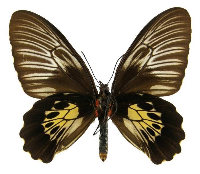 客纹凤蝶海南亚种