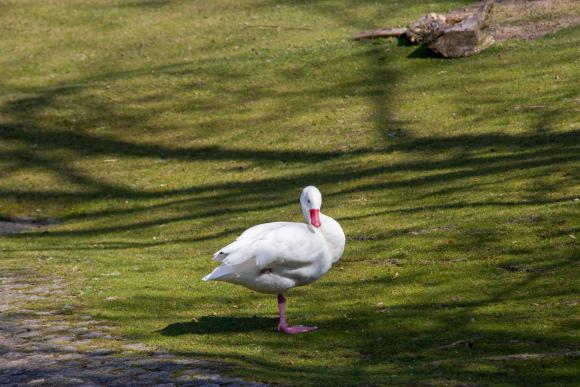  p>扁嘴天鹅(学名: i>coscoroba coscoroba /i>):体长90-115厘米,体羽