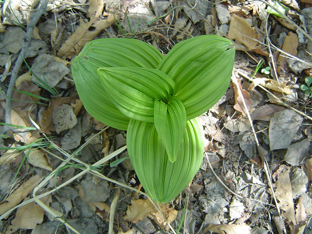  p data-id="tzpue2udzatt">藜芦是百合科藜芦属多年生的有毒草本植物