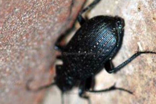 琉璃卷叶象鼻虫