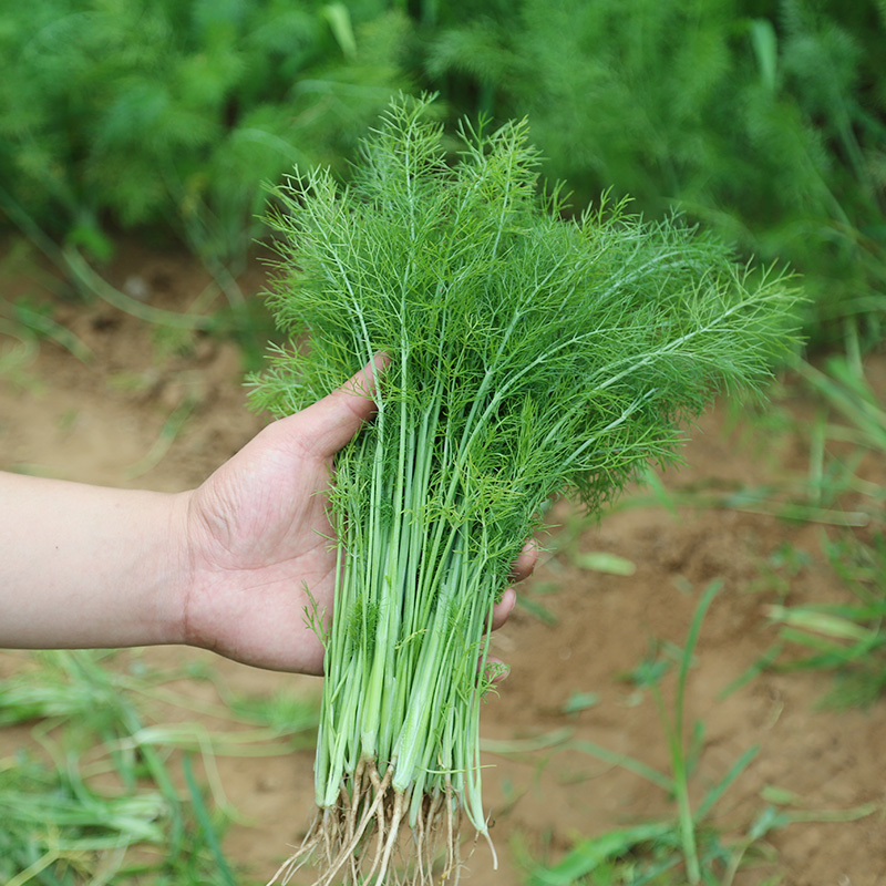 伞形科茴香属草本植物,茎光滑直立,灰绿色或苍白色,多分枝;花柄细细