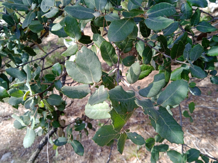 栎属_百度百科