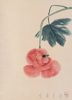 芙蓉蜜蜂