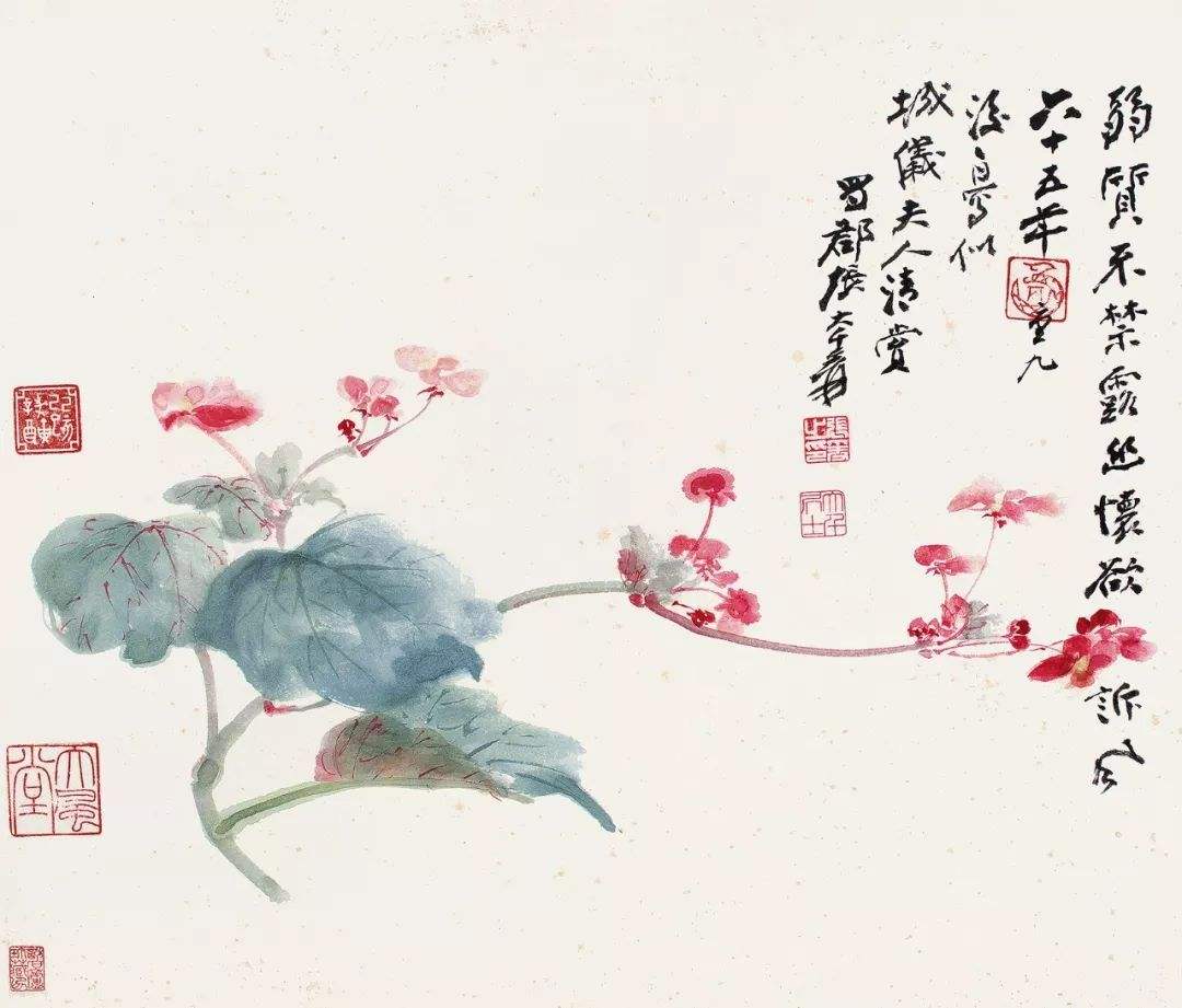 秋海棠