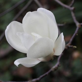 玉兰（木兰科玉兰属植物）_百度百科