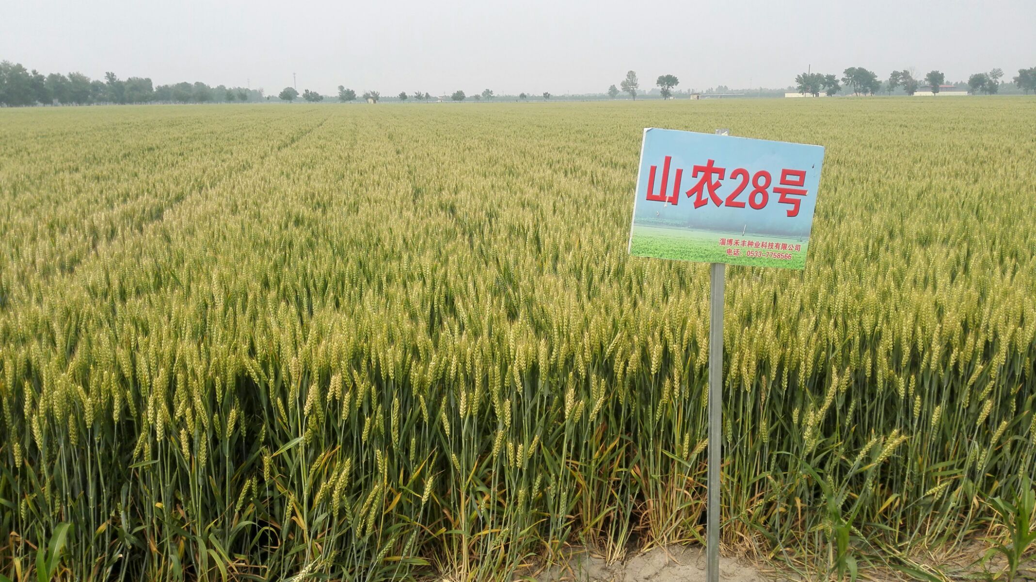 怎样挑选冬季小麦品种种子( 怎样挑选冬季小麦品种种子呢 )