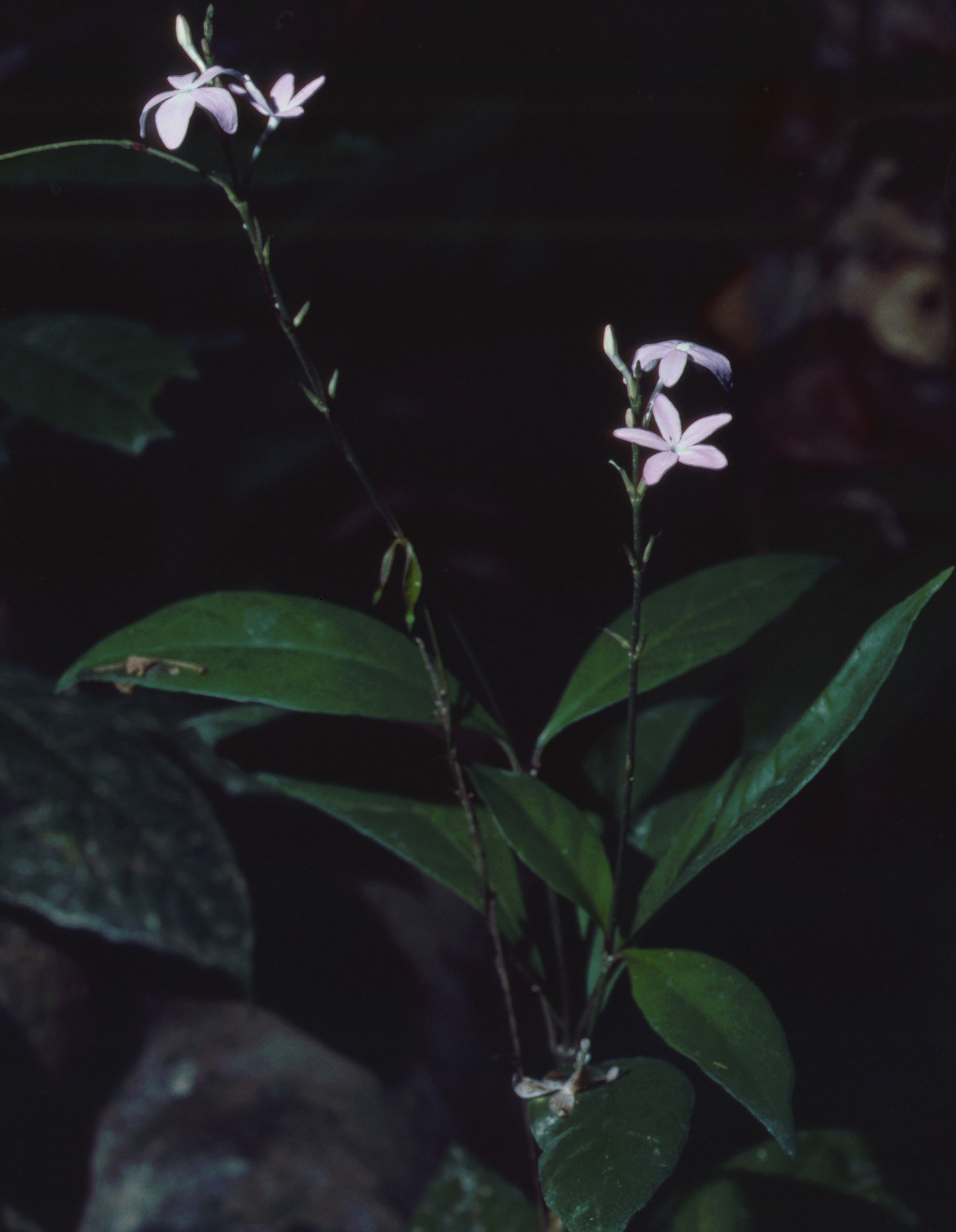  p>红河山壳骨(学名: i>pseuderanthemum teysmannii  /i>(miq.