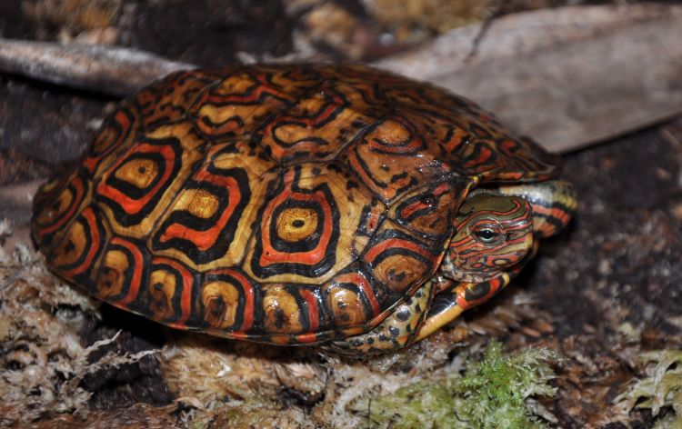  p>木纹龟(学名: i>rhinoclemmys pulcherrima /i