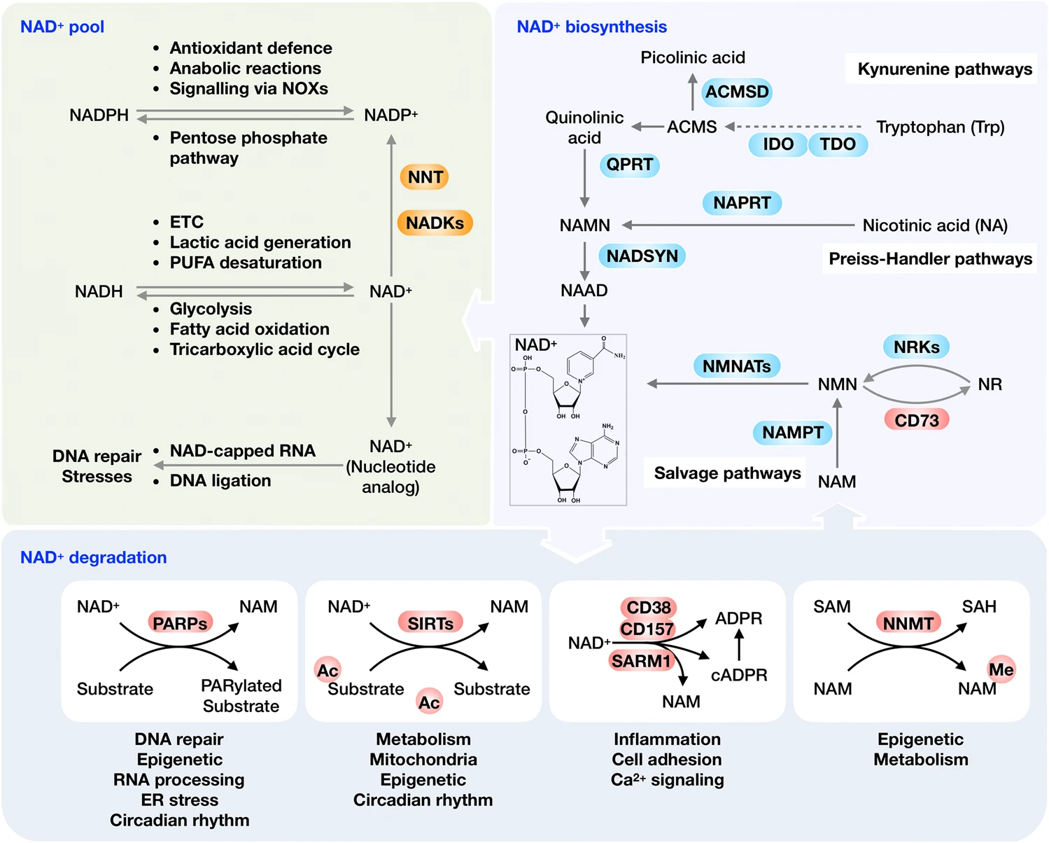  p>nadh(nicotinamide adenine dinucleotide)是一种化学物质,是 a