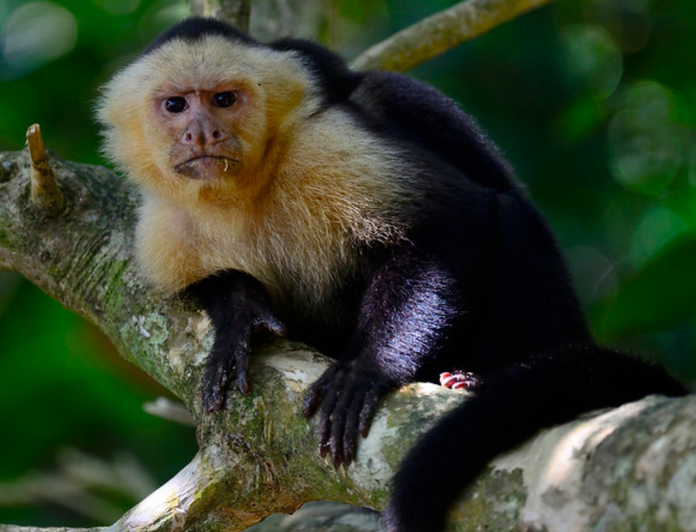  p>白脸卷尾猴(学名: i>cebus capucinus /i>):是卷尾猴科,卷尾猴属的