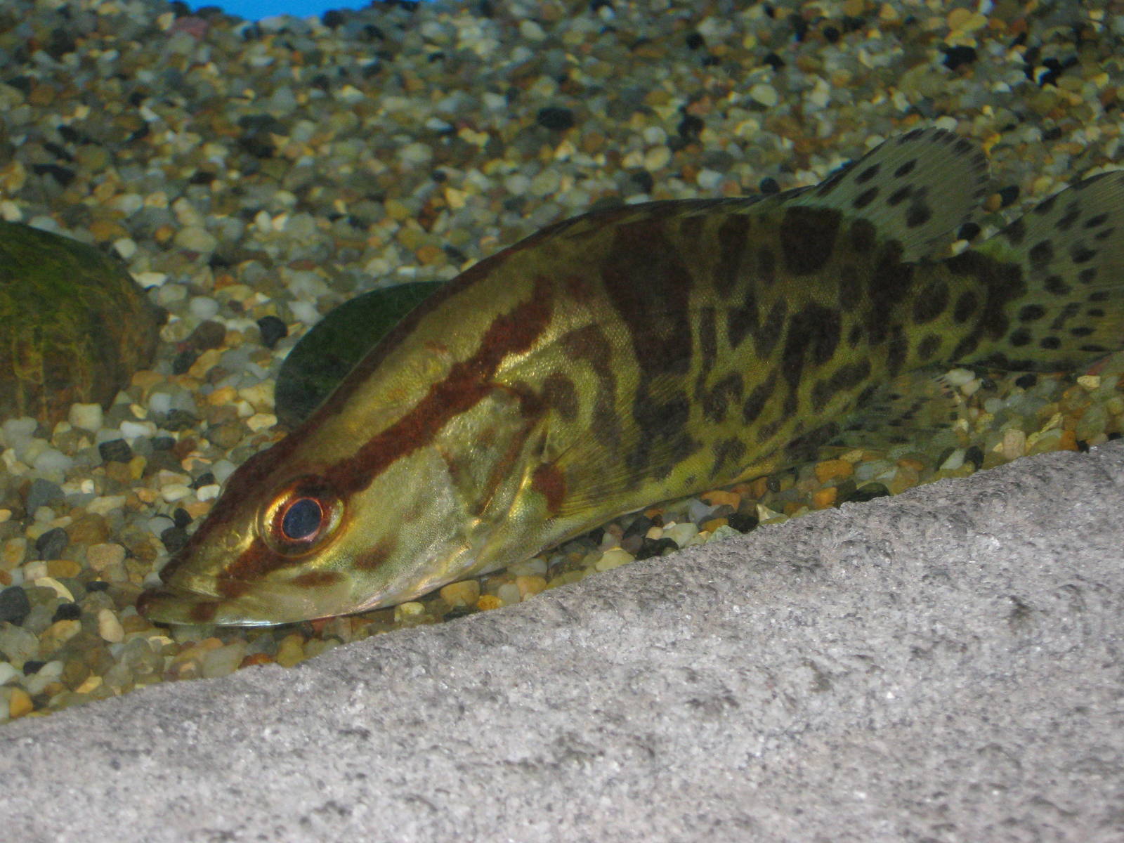  p>鳜(学名: i>siniperca chuatsi /i>)是鮨科,鳜属的鱼类.