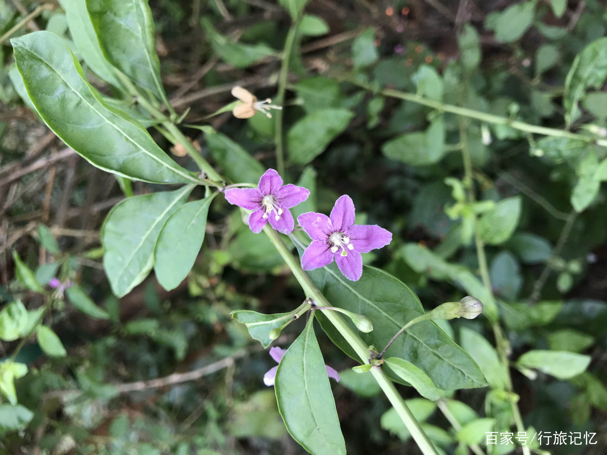 枸杞花啊枸杞花_百科TA说