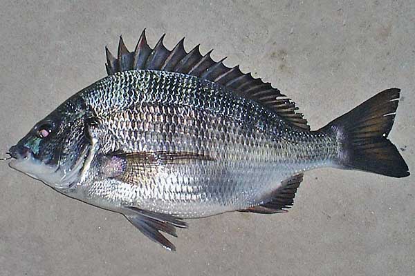  p>黑鲷(学名: i>acanthopagrus schlegelii /i>)是鲷科,黑鲷属鱼类.